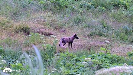 Kodiak Alaska Brown Bears Live Webcam - Jul 23, 2026, 6:40pm AKDT