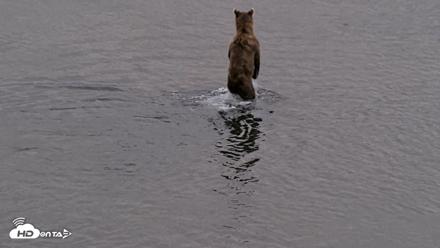 Kodiak Alaska Brown Bears Live Webcam - Aug 20, 2026, 8:29pm AKDT