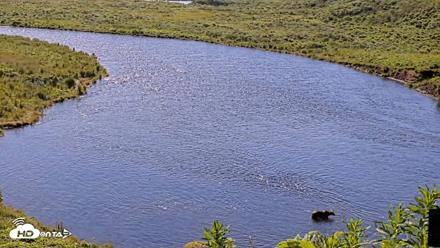 Kodiak Alaska Brown Bears Live Webcam - Jul 31, 2026, 11:43am AKDT