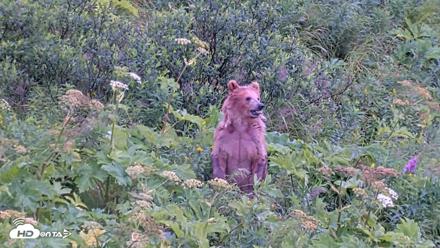Kodiak Alaska Brown Bears Live Webcam - Aug 12, 2026, 2:29pm AKDT