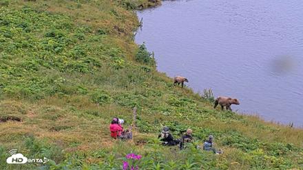 Kodiak Alaska Brown Bears Live Webcam - Aug 7, 2026, 9:41am AKDT