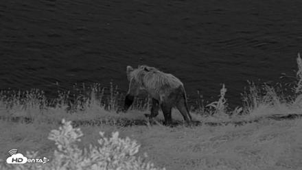 Kodiak Alaska Brown Bears Live Webcam - Aug 21, 2026, 6:38am AKDT