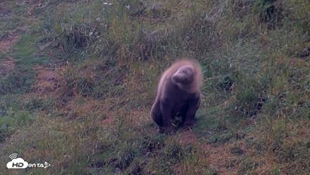 Kodiak Alaska Brown Bears Live Webcam - Aug 4, 2026, 7:08am AKDT