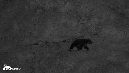 Kodiak Alaska Brown Bears Live Webcam - Aug 23, 2026, 10:44pm AKDT