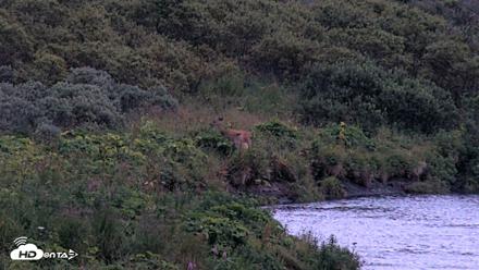 Kodiak Alaska Brown Bears Live Webcam - Aug 18, 2026, 9:49pm AKDT