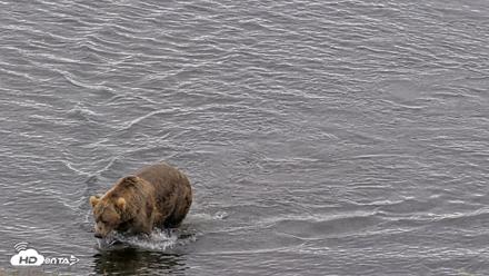 Kodiak Alaska Brown Bears Live Webcam - Aug 6, 2026, 11:31am AKDT