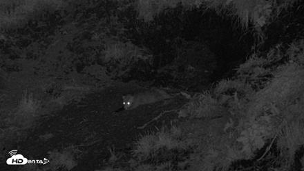 Kodiak Alaska Brown Bears Live Webcam - Aug 2, 2026, 11:31pm AKDT
