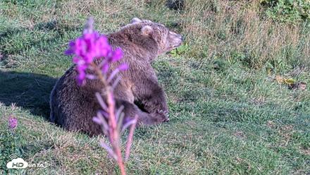 Kodiak Alaska Brown Bears Live Webcam - Aug 23, 2026, 6:31pm AKDT