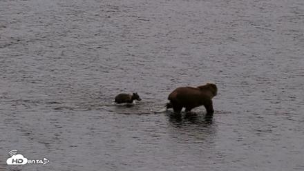 Kodiak Alaska Brown Bears Live Webcam - Aug 19, 2026, 9:33pm AKDT