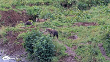 Kodiak Alaska Brown Bears Live Webcam - Aug 20, 2026, 7:27pm AKDT