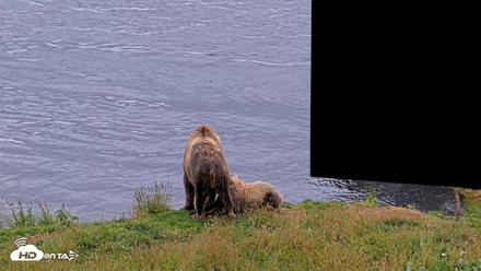 Kodiak Alaska Brown Bears Live Webcam - Aug 7, 2026, 1:44pm AKDT