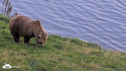 Kodiak Alaska Brown Bears Live Webcam - Oct 1, 2026, 6:57pm AKDT