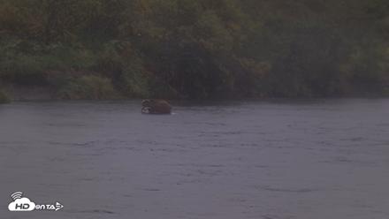 Kodiak Alaska Brown Bears Live Webcam - Sep 4, 2026, 7:31pm AKDT