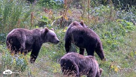 Kodiak Alaska Brown Bears Live Webcam - Aug 21, 2026, 1:22pm AKDT