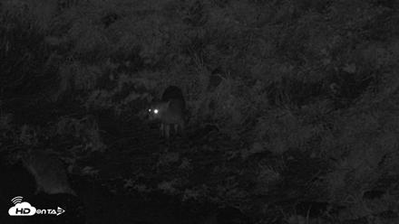 Kodiak Alaska Brown Bears Live Webcam - Aug 21, 2026, 2:16am AKDT