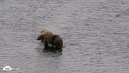 Kodiak Alaska Brown Bears Live Webcam - Aug 3, 2026, 3:31pm AKDT