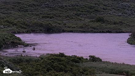 Kodiak Alaska Brown Bears Live Webcam - Jul 13, 2026, 5:22am AKDT