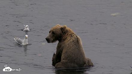 Kodiak Alaska Brown Bears Live Webcam - Aug 17, 2026, 8:42pm AKDT