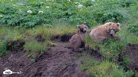 Kodiak Alaska Brown Bears Live Webcam - Jul 22, 2026, 9:29am AKDT