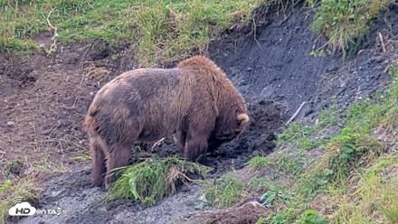 Kodiak Alaska Brown Bears Live Webcam - Aug 6, 2026, 5:48pm AKDT