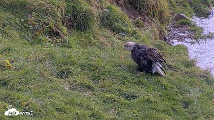 Kodiak Alaska Brown Bears Live Webcam - Oct 8, 2026, 1:17pm AKDT