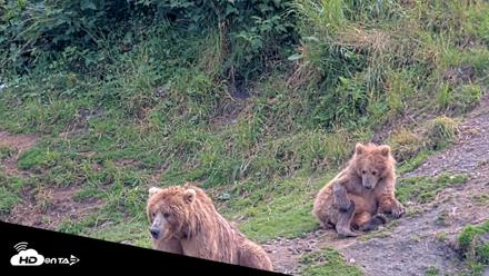 Kodiak Alaska Brown Bears Live Webcam - Aug 9, 2026, 3:45pm AKDT