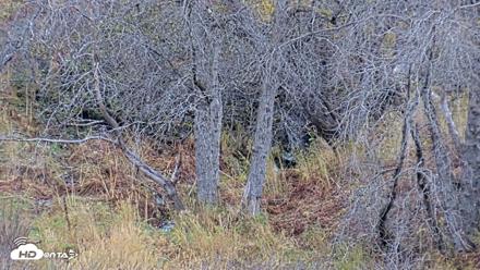 Kodiak Alaska Brown Bears Live Webcam - Oct 17, 2026, 3:55pm AKDT