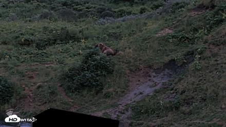 Kodiak Alaska Brown Bears Live Webcam - Aug 11, 2026, 10:34pm AKDT