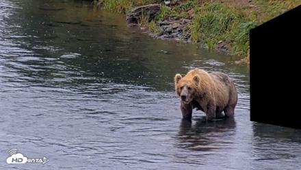 Kodiak Alaska Brown Bears Live Webcam - Aug 7, 2026, 7:22am AKDT