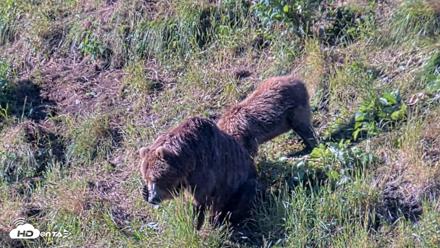 Kodiak Alaska Brown Bears Live Webcam - Jul 30, 2026, 9:14am AKDT