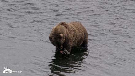 Kodiak Alaska Brown Bears Live Webcam - Aug 27, 2026, 2:52pm AKDT