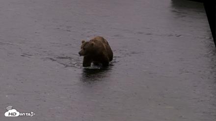 Kodiak Alaska Brown Bears Live Webcam - Jul 21, 2026, 6:37am AKDT