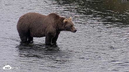 Kodiak Alaska Brown Bears Live Webcam - Aug 20, 2026, 5:54pm AKDT