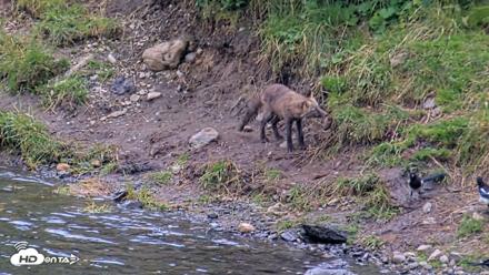 Kodiak Alaska Brown Bears Live Webcam - Aug 20, 2026, 7:05pm AKDT