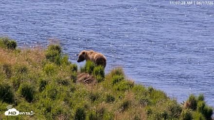 Kodiak Alaska Brown Bears Live Webcam - Jun 17, 2026, 11:08am AKDT