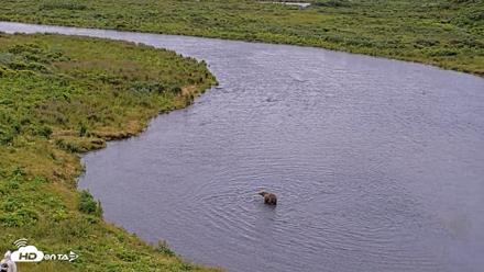 Kodiak Alaska Brown Bears Live Webcam - Aug 3, 2026, 10:53am AKDT