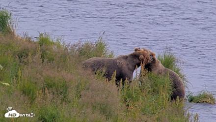 Kodiak Alaska Brown Bears Live Webcam - Aug 9, 2026, 4:33pm AKDT