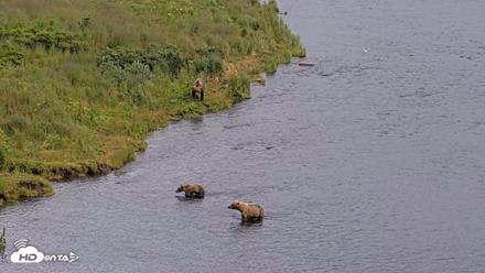 Kodiak Alaska Brown Bears Live Webcam - Aug 7, 2026, 5:21pm AKDT