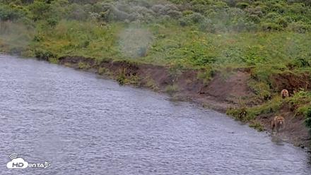 Kodiak Alaska Brown Bears Live Webcam - Aug 13, 2026, 2:16pm AKDT
