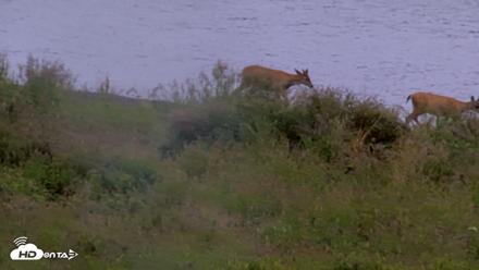 Kodiak Alaska Brown Bears Live Webcam - Aug 19, 2026, 11:07am AKDT