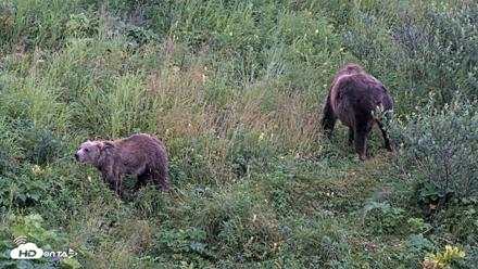 Kodiak Alaska Brown Bears Live Webcam - Aug 17, 2026, 7:30am AKDT