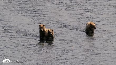 Kodiak Alaska Brown Bears Live Webcam - Aug 1, 2026, 2:44pm AKDT