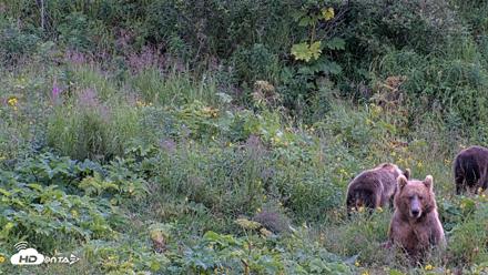 Kodiak Alaska Brown Bears Live Webcam - Aug 14, 2026, 8:58pm AKDT