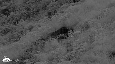 Kodiak Alaska Brown Bears Live Webcam - Jul 11, 2026, 11:42pm AKDT