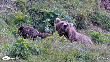 Kodiak Alaska Brown Bears Live Webcam - Aug 21, 2026, 1:25pm AKDT