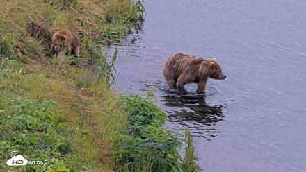 Kodiak Alaska Brown Bears Live Webcam - Aug 2, 2026, 8:58am AKDT