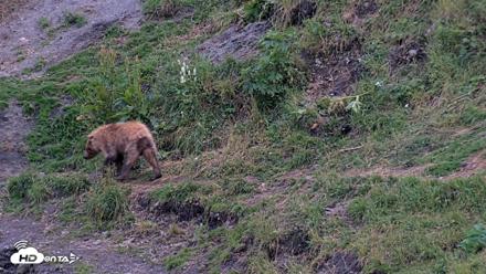 Kodiak Alaska Brown Bears Live Webcam - Aug 10, 2026, 9:37pm AKDT