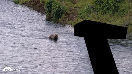 Kodiak Alaska Brown Bears Live Webcam - Jul 23, 2026, 6:54pm AKDT