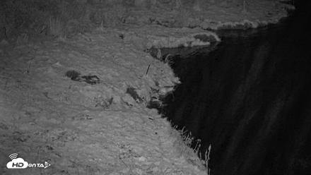 Kodiak Alaska Brown Bears Live Webcam - Oct 5, 2026, 9:22pm AKDT
