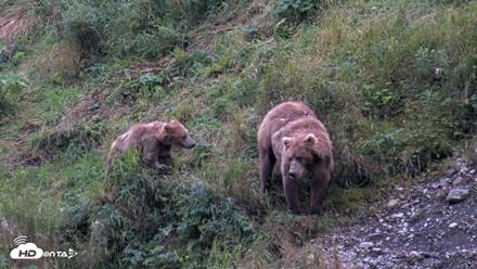 Kodiak Alaska Brown Bears Live Webcam - Aug 19, 2026, 8:04pm AKDT